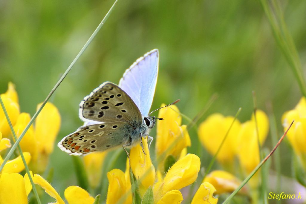 Farfalla da identificare!